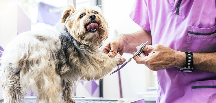 Pet Businesses: How the Growing Popularity of Pets Has Shaped the Industry
