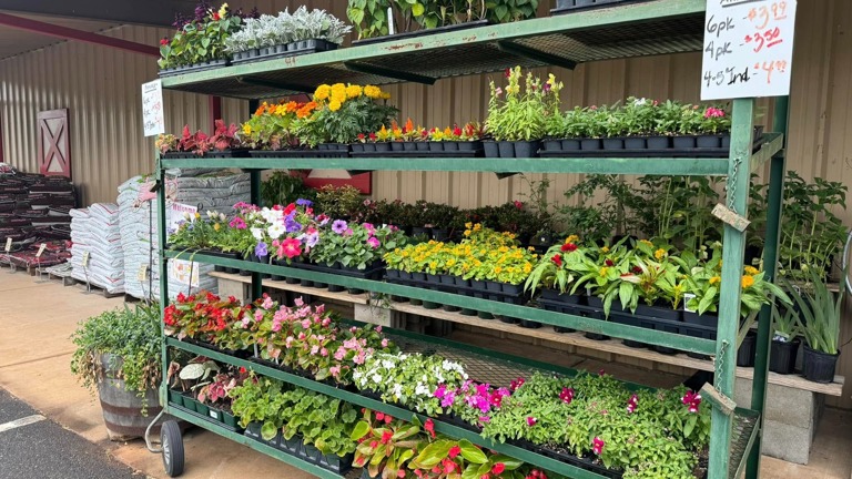 Spring bedding plants