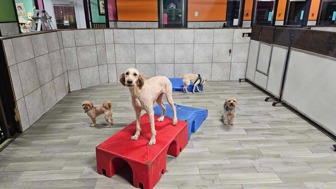Pet Grooming Doggy Daycare And Boarding Near Me Luxury Dog Daycare Pet  Boarding House Pet Resort Dog Boarding