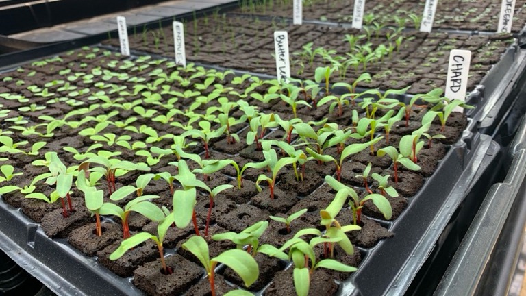 Micro Greens