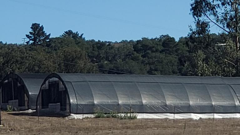 Optional: Greenhouses