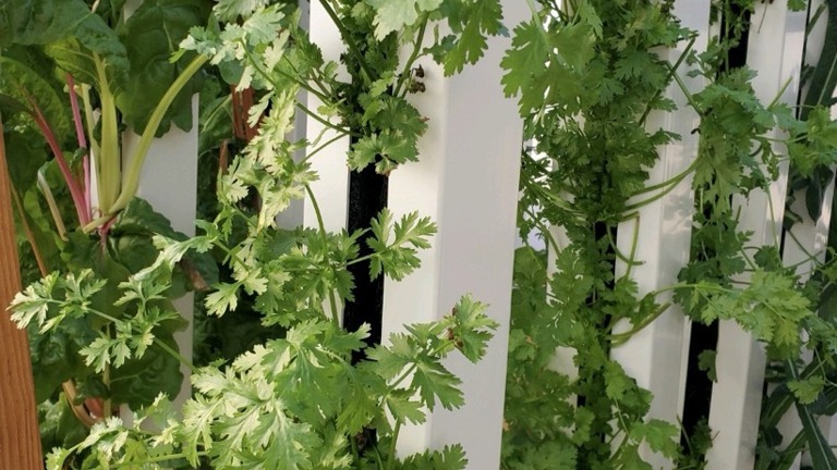 Herbs