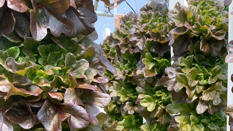 Red Leaf Lettuce