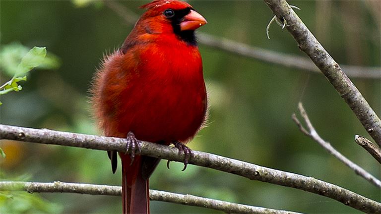 Fine Art Reproductions of Acclaimed Artist W.D. Gaither --For Sale-