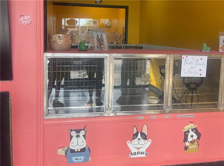 An established pet grooming service in Sugar Land! in Sugar Land, Texas