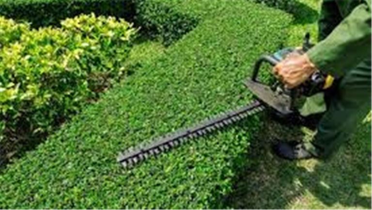Tree Service and Pruning Newport News-337908