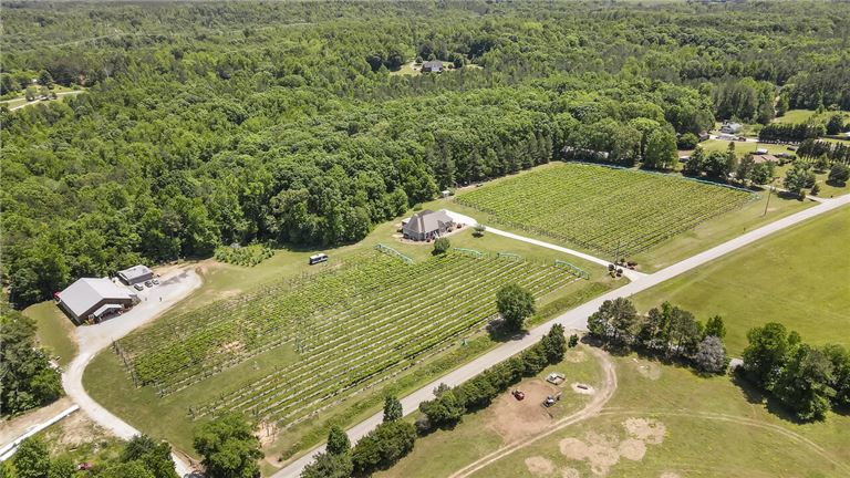 Little Vine Vineyards