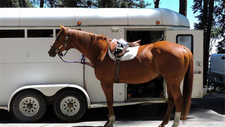 Premium All-Steel Ag Trailers: Unmatched Quality!