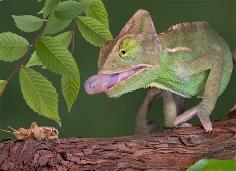 Profitable Home Based Live Pet Food Business in Denver, Colorado