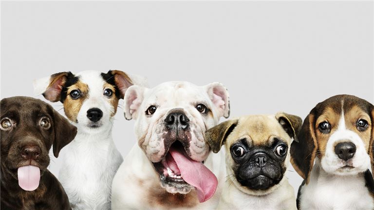 little dogs in a row