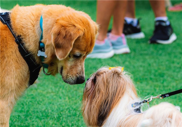 Highly Profitable Dog Day Care and Boarding Business in Maryland