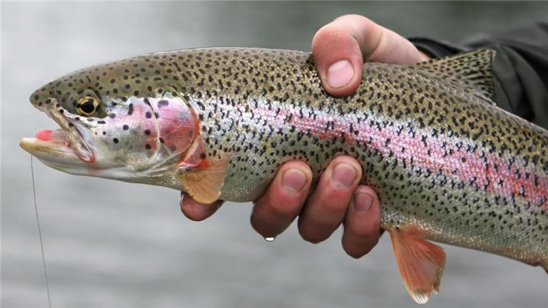 Prime Real Estate - Fishing Resort on the White River