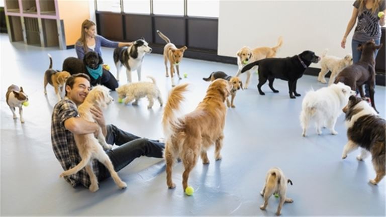 Pet Paradise Happy Valley Dog Boarding Kennel Care Near Me Pet