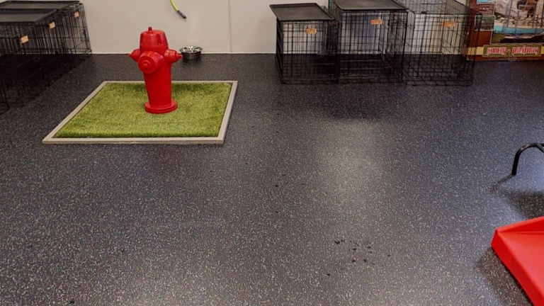 5 Star Dog Daycare, Boarding, and Spa