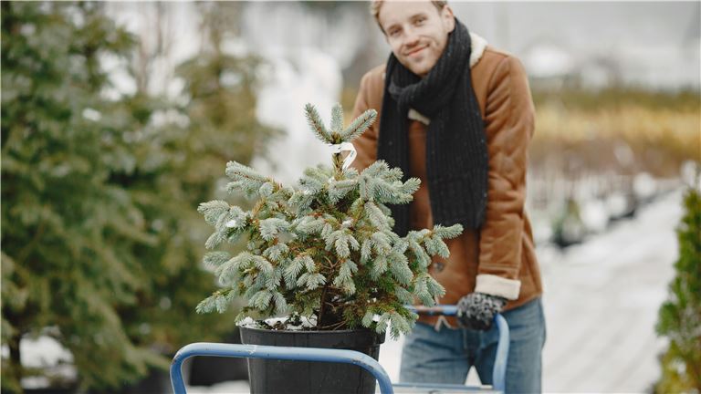 Seasonal Christmas Tree Business