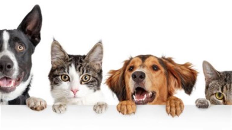 Busy NorCal Comprehensive At Home Veterinary Services