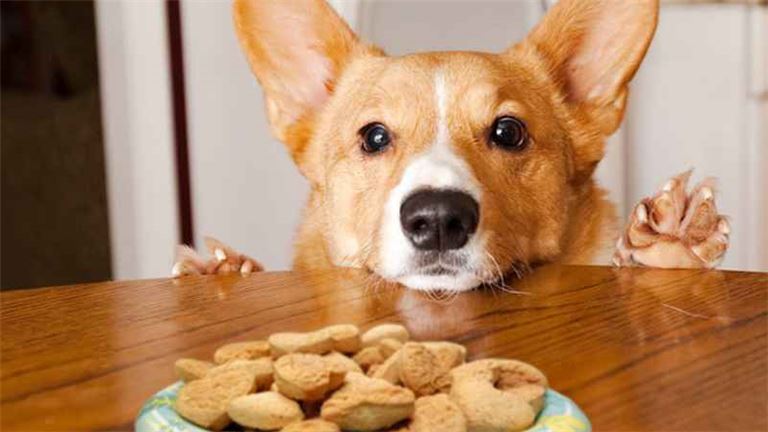 Turn-Key, Pet Grooming/Bakery Business! MOTIVATED SELLER!