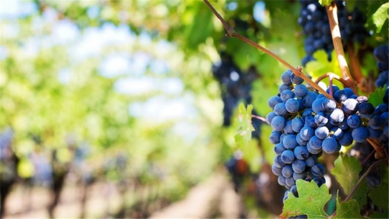 Winery, Brewery, Vineyard, Wedding Venue w/ Walmart Distribution