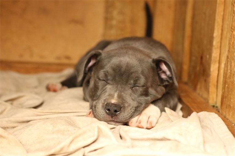 Growing Dog Training Business