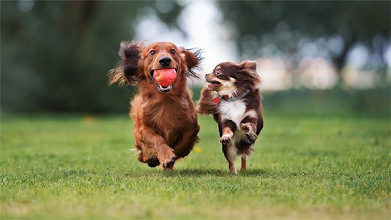 Franchised Pet Store with High Margins