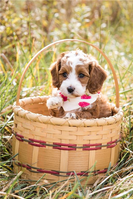 Pet Breeding Business with Unlimited Potential