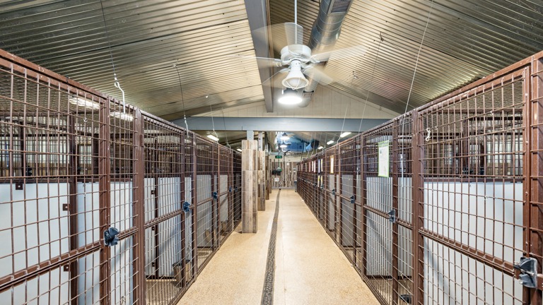 Dog Kennels Best Places To Board A Dog Near Me Best Boarding