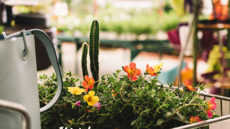 Fully Established Garden Center/Pet Supply Retailer