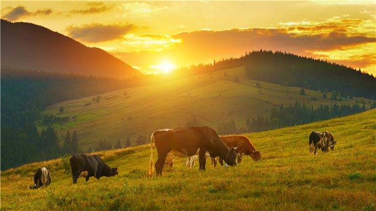 Feed Supplement & Equipment Distributor