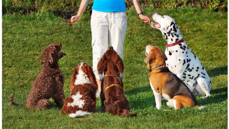 Premier Pet Care Opportunity: Dog Training & Boarding Facility