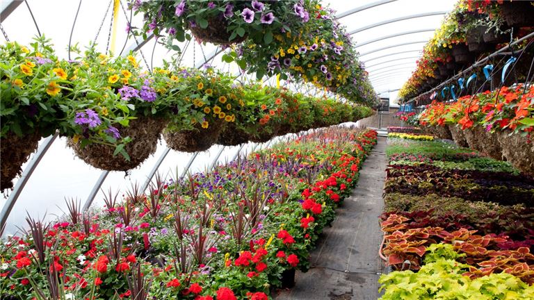 Wholesale Perennial Nursery