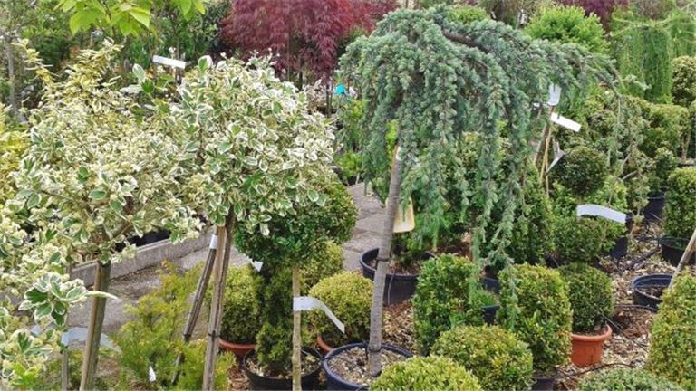 Profitable Tree & Plant Nursery (incls Real Estate)