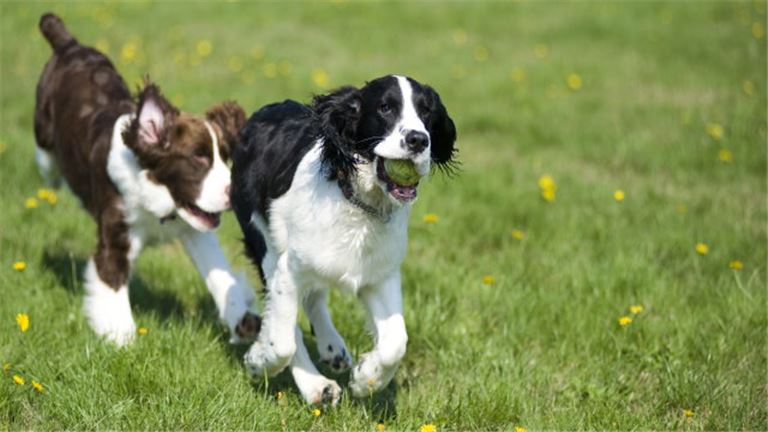 Dog Day Care & Real Estate Western WI