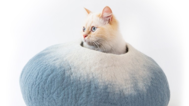 $10M+ Lifetime Revenue E-Com Pet Store