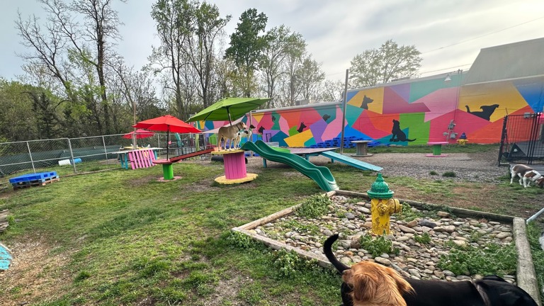 Doggie Daycare The Range Pet Lodge Free Range Dog Boarding Free