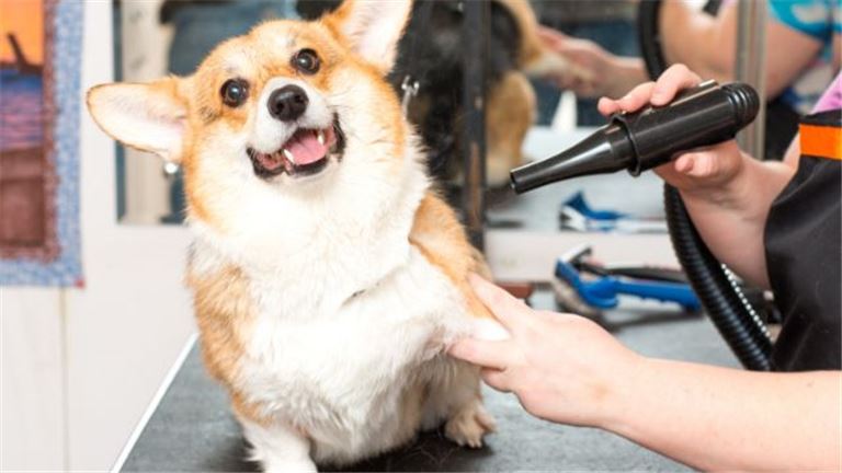 Flourishing Pet Grooming Empire for Sale - Two Prime Locations