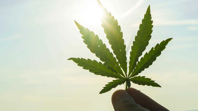 Cannabis Retail Store $3M+ Annual Sales