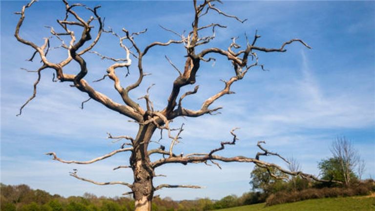Thriving Full-Service Tree & Land Management Company