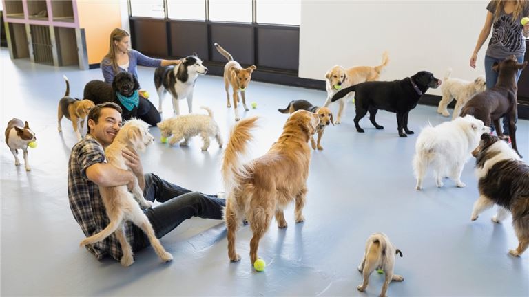 Dog Daycare Business