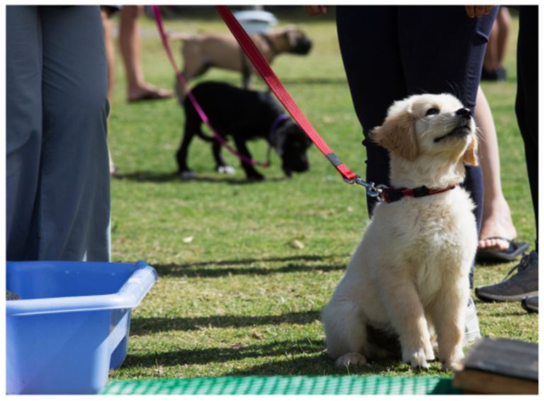 Turnkey Dog Training Business – Up to 50% Seller Finance