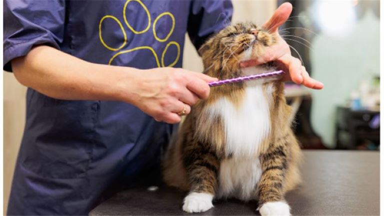 UNDER CONTRACT - Two Pet Grooming Shops w/ Recurring Customers