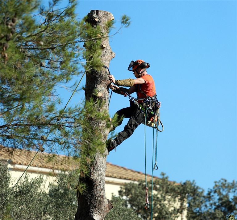 Highly Profitable Tree Service Business For Sale