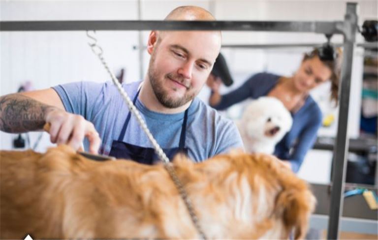 Dog Grooming & Training Business for Sale – DuPage County