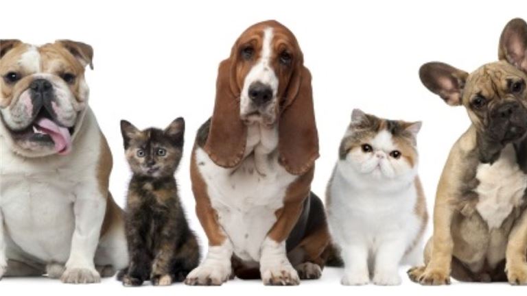 Established Veterinary Practice in Newaygo County, MI