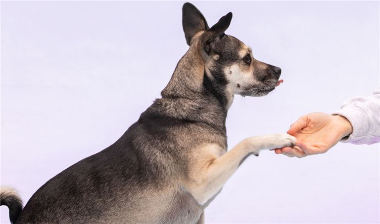 Dog Training Business SC2219