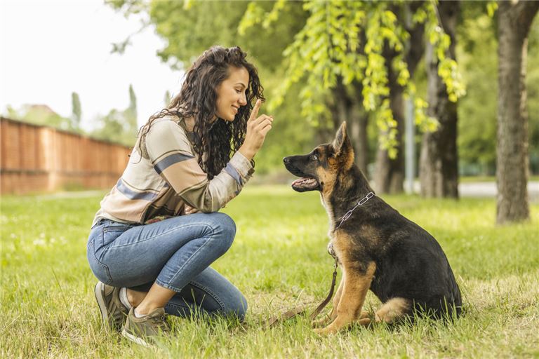 Dog Training Facility for Sale