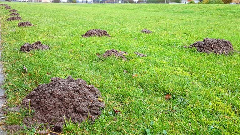 Rid the Neighborhood of Pests with 24% Cash Flow Margin