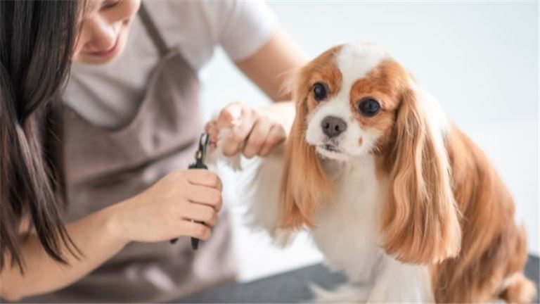 Well Established High Qualify Pet Grooming Business In St Peters