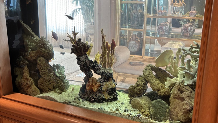 Aquarium Maintenance Service