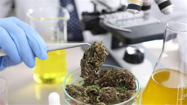 Cannabis Testing Laboratory