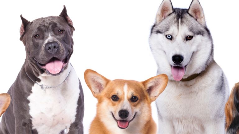 Grooming/Boarding/Pet Shop